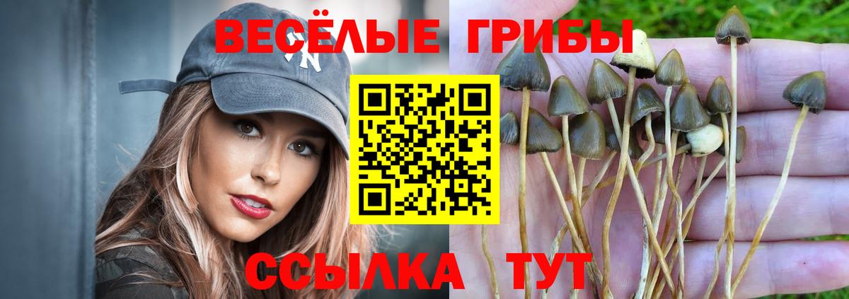 Псилоцибиновые грибы мицелий Михайловск